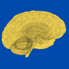 Neuroaesthetics: Unlocking How Art Can Make Us Smarter, Happier, and Healthier